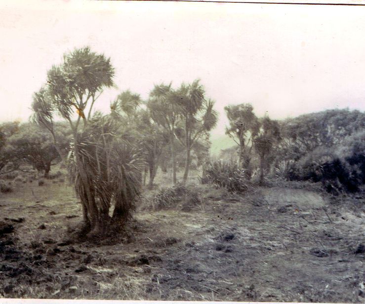 Approx centre of A green site prior to clearing 24 cabbage trees. 1954